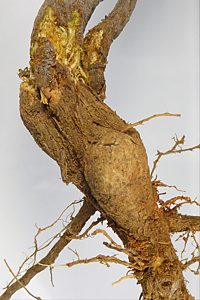 Ethonion cf. reichei, PL3847, non-emerged adult, in Pultenaea acerosa (PJL 3136) root crown gall, before dissection, SL, 8.6 × 3.3 mm